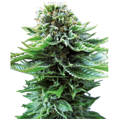 Sensi Seeds Cannabis Seeds Northern Lights Automatic® Feminized, 3-10 Ks 5 Ks Sensi Seeds Cannabis Seeds Northern Lights Automatic® Feminized, 3-10 Ks 5 Ks