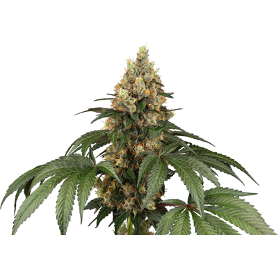 Sensi Seeds Cannabis Seeds Chocolate Rainbow Xxl® Feminized, 3-10 Ks 5 Ks Sensi Seeds Cannabis Seeds Chocolate Rainbow Xxl® Feminized, 3-10 Ks 5 Ks