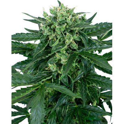 Sensi Seeds Cannabis Seeds Sensi Amnesia Automatic Feminized, 3-10 Ks 5 Ks Sensi Seeds Cannabis Seeds Sensi Amnesia Automatic Feminized, 3-10 Ks 5 Ks