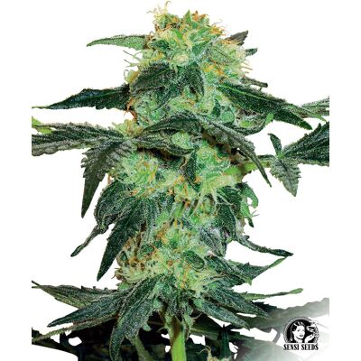 Sensi Seeds Cannabis Seeds White Ice Regular Od White Label, 10 Ks Sensi Seeds Cannabis Seeds White Ice Regular Od White Label, 10 Ks