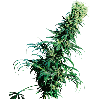 Sensi Seeds Cannabis Seeds Early Pearl® Regular, 10 Ks Sensi Seeds Cannabis Seeds Early Pearl® Regular, 10 Ks