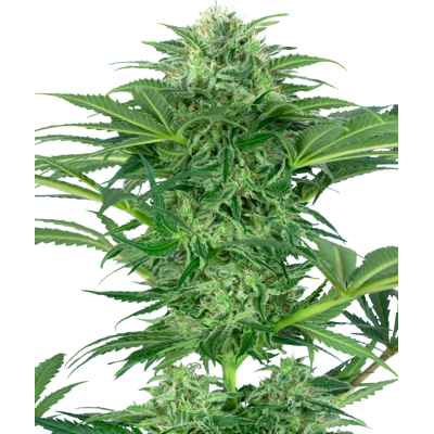 Sensi Seeds Cannabis Seeds Skunk Dream Cbd Feminizované, 3-10 Ks 5 Ks Sensi Seeds Cannabis Seeds Skunk Dream Cbd Feminizované, 3-10 Ks 5 Ks