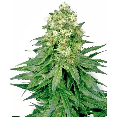 Sensi Seeds Cannabis Seeds White Widow Regular Od White Label, 10 Ks Sensi Seeds Cannabis Seeds White Widow Regular Od White Label, 10 Ks
