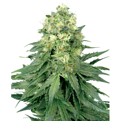 Sensi Seeds Cannabis Seeds White Widow Feminized By White Label, 3-10 Ks 5 Ks Sensi Seeds Cannabis Seeds White Widow Feminized By White Label, 3-10 Ks 5 Ks