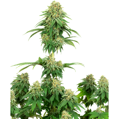 Sensi Seeds Cannabis Seeds Girlscout Cookies Feminized By White Label, 3-10 Ks 5 Ks Sensi Seeds Cannabis Seeds Girlscout Cookies Feminized By White Label, 3-10 Ks 5 Ks