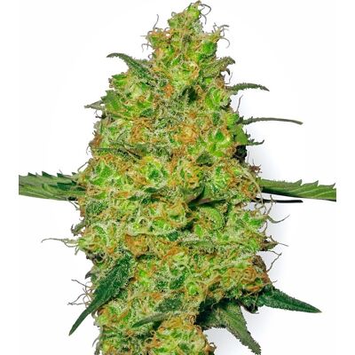 Sensi Seeds Cannabis Seeds Master Kush Regular Od White Label, 10 Ks Sensi Seeds Cannabis Seeds Master Kush Regular Od White Label, 10 Ks