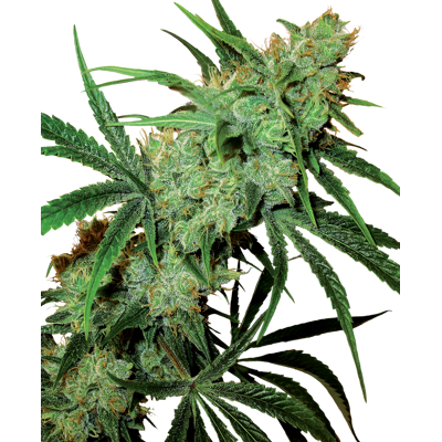 Sensi Seeds Cannabis Seeds Fruity Juice® Regular, 10 Ks Sensi Seeds Cannabis Seeds Fruity Juice® Regular, 10 Ks