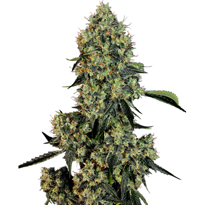 Sensi Seeds Cannabis Seeds Og Kush Feminized By White Label, 3-10 Ks 5 Ks Sensi Seeds Cannabis Seeds Og Kush Feminized By White Label, 3-10 Ks 5 Ks