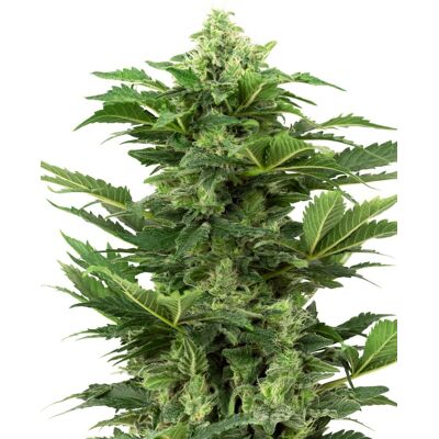 Sensi Seeds Cannabis Seeds Afghan Pearl Cbd Automatic Feminized, 3-10 Ks 3 Ks Sensi Seeds Cannabis Seeds Afghan Pearl Cbd Automatic Feminized, 3-10 Ks 3 Ks