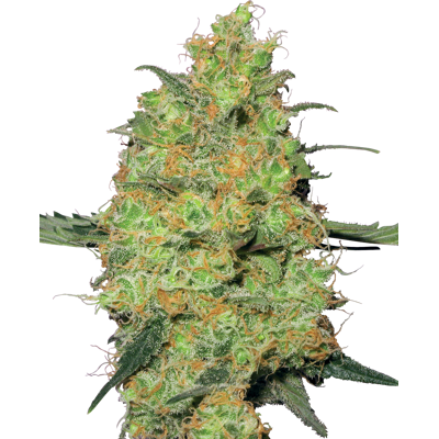 Sensi Seeds Cannabis Seeds Master Kush Feminized By White Label, 3-10 Ks 5 Ks Sensi Seeds Cannabis Seeds Master Kush Feminized By White Label, 3-10 Ks 5 Ks