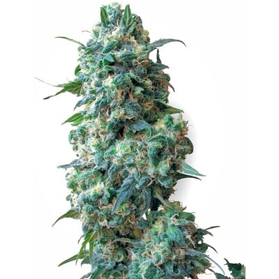Sensi Seeds Cannabis Seeds Afghan Kush Regular Od White Label, 10 Ks Sensi Seeds Cannabis Seeds Afghan Kush Regular Od White Label, 10 Ks