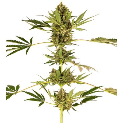 Sensi Seeds Semená Kanabisu Himalájske Cbd® Feminizované, 3-10 Ks 5 Ks Sensi Seeds Semená Kanabisu Himalájske Cbd® Feminizované, 3-10 Ks 5 Ks