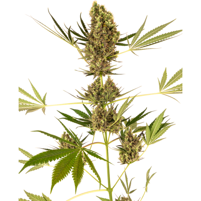 Sensi Seeds Semená Kanabisu Alpine Delight Cbd® Automatic Feminized, 3-10 Ks 3 Ks Sensi Seeds Semená Kanabisu Alpine Delight Cbd® Automatic Feminized, 3-10 Ks 3 Ks