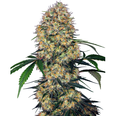 Sensi Seeds Cannabis Seeds Sensi Amnesia Xxl Automatic Feminized, 3-10 Ks 5 Ks Sensi Seeds Cannabis Seeds Sensi Amnesia Xxl Automatic Feminized, 3-10 Ks 5 Ks