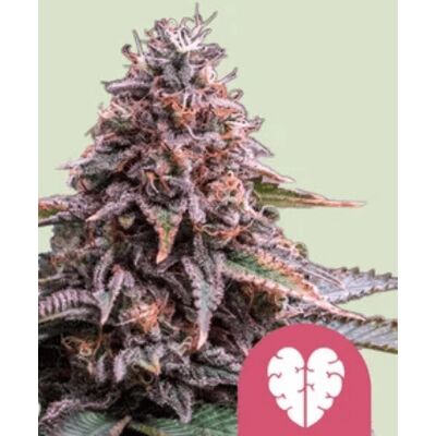 Royal Queen Seeds Feminizované Semienka Ružovej Hmly Z Kanabisových Semienok 1 Ks Royal Queen Seeds Feminizované Semienka Ružovej Hmly Z Kanabisových Semienok 1 Ks