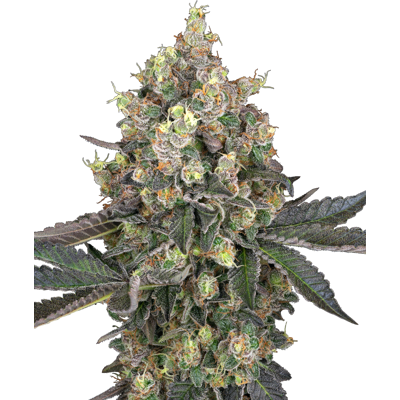 Sensi Seeds Cannabis Seeds Sweet Berry Breeze Feminized By White Label, 3-10 Ks 5 Ks Sensi Seeds Cannabis Seeds Sweet Berry Breeze Feminized By White Label, 3-10 Ks 5 Ks