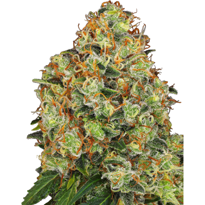 Sensi Seeds Semená Kanabisu Sweet Tangerine Tango Automatic Feminized By White Label, 3-10 Ks 5 Ks Sensi Seeds Semená Kanabisu Sweet Tangerine Tango Automatic Feminized By White Label, 3-10 Ks 5 Ks