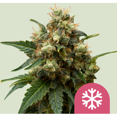 Royal Queen Seeds Cannabis Seeds Ice Feminized 1 Ks Royal Queen Seeds Cannabis Seeds Ice Feminized 1 Ks
