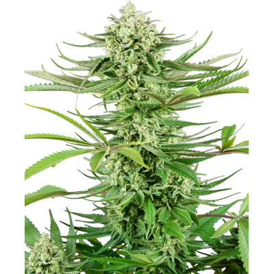 Sensi Seeds Semená Kanabisu Kešu Kush Feminizovaný, 3-10 Ks 3 Ks Sensi Seeds Semená Kanabisu Kešu Kush Feminizovaný, 3-10 Ks 3 Ks
