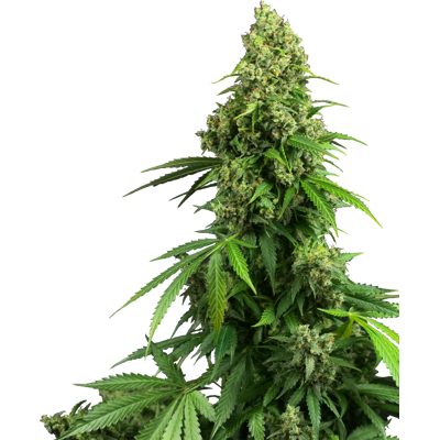 Sensi Seeds Semená Kanabisu Honey Melon Kush Automatic Feminized, 3-10 Ks 5 Ks Sensi Seeds Semená Kanabisu Honey Melon Kush Automatic Feminized, 3-10 Ks 5 Ks