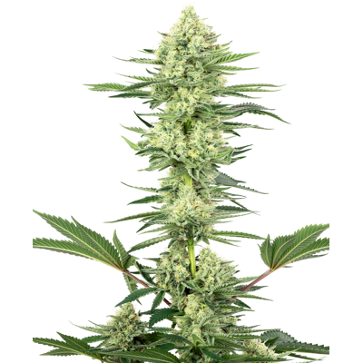 Sensi Seeds Cannabis Seeds White Gorilla Haze Feminized By White Label, 3-10 Ks 3 Ks Sensi Seeds Cannabis Seeds White Gorilla Haze Feminized By White Label, 3-10 Ks 3 Ks