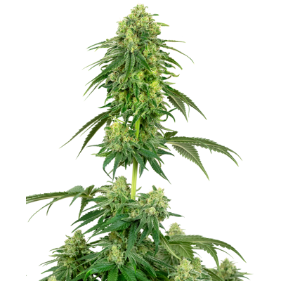 Sensi Seeds Cannabis Seeds Strawberry Kush Feminized By White Label, 3-10 Ks 5 Ks Sensi Seeds Cannabis Seeds Strawberry Kush Feminized By White Label, 3-10 Ks 5 Ks