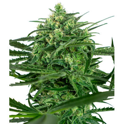 Sensi Seeds Cannabis Seeds Sensi Amnesia® Feminized, 3-10 Ks 3 Ks Sensi Seeds Cannabis Seeds Sensi Amnesia® Feminized, 3-10 Ks 3 Ks