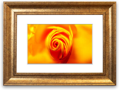East Urban Home 'Golden Rose Centre Cornwall Flowers' Framed Photographic Print East Urban Home Size: 93 cm H x 126 cm W, Frame Options: Gold  - Size: 93 cm H x 126 cm W East Urban Home 'Golden Rose Centre Cornwall Flowers' Framed Photographic Print East Urban Home Size: 93 cm H x 126 cm W, Frame Options: Gold  - Size: 93 cm H x 126 cm W