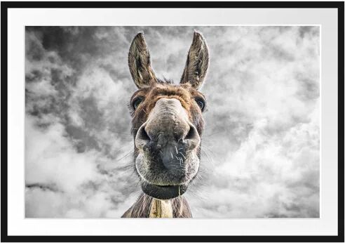 East Urban Home Funny Donkey Framed Photographic Print East Urban Home Size: 70cm H x 100cm W  - Size: Mini (Under 40cm High)