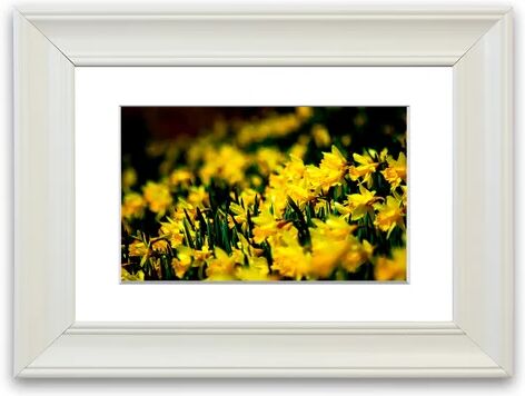 East Urban Home 'Yellow Daffodils' Framed Photographic Print East Urban Home Size: 50 cm H x 70 cm W, Frame Options: Matte White  - Size: 93 cm H x 70 cm W