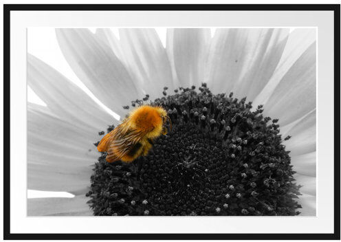 East Urban Home Sweet Bee on Large Sunflower Framed Photographic Print Poster East Urban Home Size: 70cm H x 100cm W  - Size: 80cm H x 60cm W East Urban Home Sweet Bee on Large Sunflower Framed Photographic Print Poster East Urban Home Size: 70cm H x 100cm W  - Size: 80cm H x 60cm W