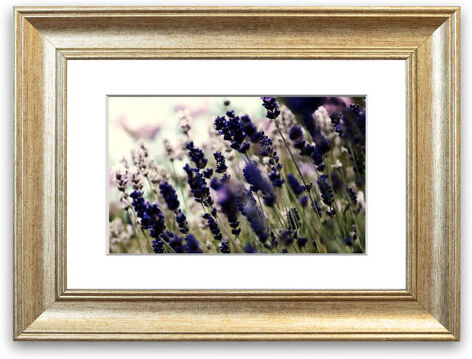 East Urban Home 'Lavender Flowers 3' Framed Photographic Print East Urban Home Size: 50 cm H x 70 cm W, Frame Options: Silver  - Size: 93 cm H x 126 cm W East Urban Home 'Lavender Flowers 3' Framed Photographic Print East Urban Home Size: 50 cm H x 70 cm W, Frame Options: Silver  - Size: 93 cm H x 126 cm W