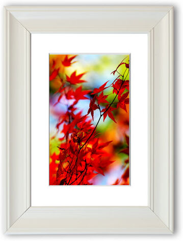 East Urban Home 'Autumn Leaves 1 Cornwall' Framed Photographic Print East Urban Home Size: 50 cm H x 70 cm W, Frame Options: Matte White  - Size: 93 cm H x 126 cm W East Urban Home 'Autumn Leaves 1 Cornwall' Framed Photographic Print East Urban Home Size: 50 cm H x 70 cm W, Frame Options: Matte White  - Size: 93 cm H x 126 cm W