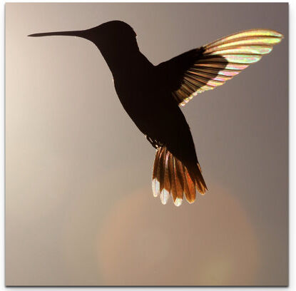 East Urban Home Hummingbird in Flight Print on Canvas East Urban Home Size: 90cm L x 90cm W  - Size: Large East Urban Home Hummingbird in Flight Print on Canvas East Urban Home Size: 90cm L x 90cm W  - Size: Large