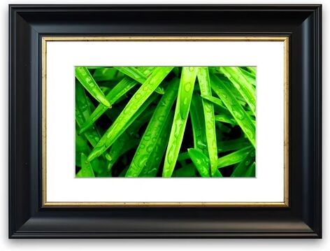 East Urban Home 'Green Leaves Cornwall Flowers' Framed Photographic Print East Urban Home Size: 50 cm H x 70 cm W, Frame Options: Matte Black  - Size: 93 cm H x 126 cm W