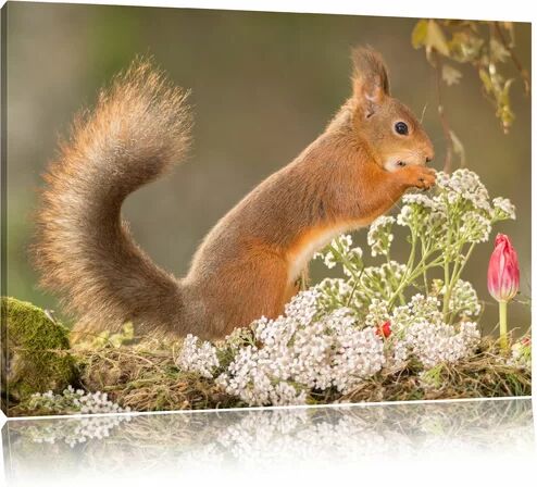 East Urban Home Gnawing Squirrel in Moss Wall Art on Canvas East Urban Home Size: 70cm H x 100cm W  - Size: 80 cm H x 120 cm W