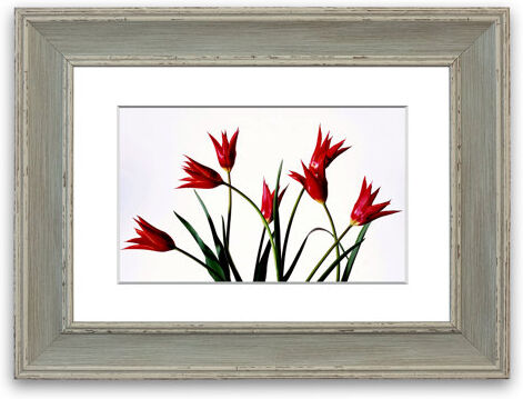 East Urban Home 'Red Fire Tulip Bouquet Cornwall Flowers' Framed Photographic Print East Urban Home Size: 50 cm H x 70 cm W, Frame Options: Blue  - Size: 50 cm H x 70 cm W East Urban Home 'Red Fire Tulip Bouquet Cornwall Flowers' Framed Photographic Print East Urban Home Size: 50 cm H x 70 cm W, Frame Options: Blue  - Size: 50 cm H x 70 cm W
