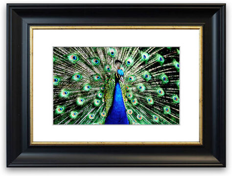 East Urban Home 'Stunning Peacock Feathers Cornwall Living Room' Framed Photographic Print East Urban Home Size: 93 cm H x 126 cm W, Frame Options: Matte Black  - Size: 93 cm H x 126 cm W East Urban Home 'Stunning Peacock Feathers Cornwall Living Room' Framed Photographic Print East Urban Home Size: 93 cm H x 126 cm W, Frame Options: Matte Black  - Size: 93 cm H x 126 cm W