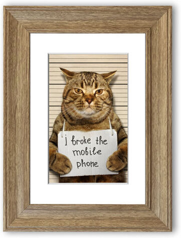 East Urban Home 'Cat Confessing Cornwall' Framed Photographic Print East Urban Home Size: 70 cm H x 50 cm W, Frame Options: Teak  - Size: 93 cm H x 70 cm W East Urban Home 'Cat Confessing Cornwall' Framed Photographic Print East Urban Home Size: 70 cm H x 50 cm W, Frame Options: Teak  - Size: 93 cm H x 70 cm W
