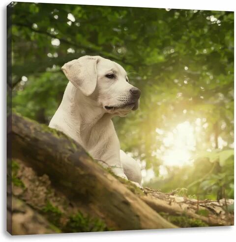 East Urban Home Labrador Puppy in a Forest Photographic Print on Canvas East Urban Home Size: 70cm H x 70cm W  - Size: 70cm H x 70cm W