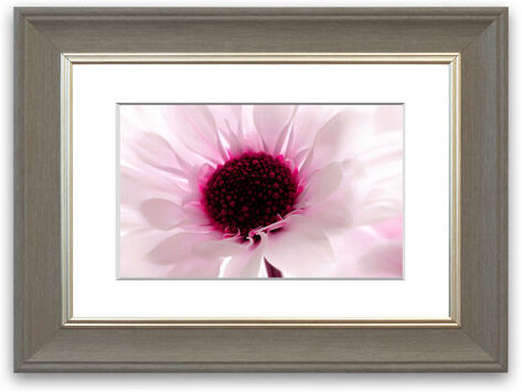 East Urban Home 'Pink Centre Daisy Flowers Cornwall Flowers' Framed Photographic Print East Urban Home Size: 93 cm H x 126 cm W, Frame Options: Grey  - Size: 93 cm H x 70 cm W East Urban Home 'Pink Centre Daisy Flowers Cornwall Flowers' Framed Photographic Print East Urban Home Size: 93 cm H x 126 cm W, Frame Options: Grey  - Size: 93 cm H x 70 cm W