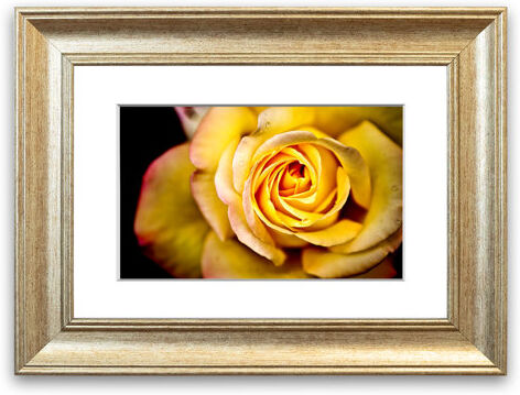 East Urban Home 'Yellow Rose Macro' Framed Photographic Print East Urban Home Size: 50 cm H x 70 cm W, Frame Options: Silver  - Size: 93 cm H x 70 cm W East Urban Home 'Yellow Rose Macro' Framed Photographic Print East Urban Home Size: 50 cm H x 70 cm W, Frame Options: Silver  - Size: 93 cm H x 70 cm W