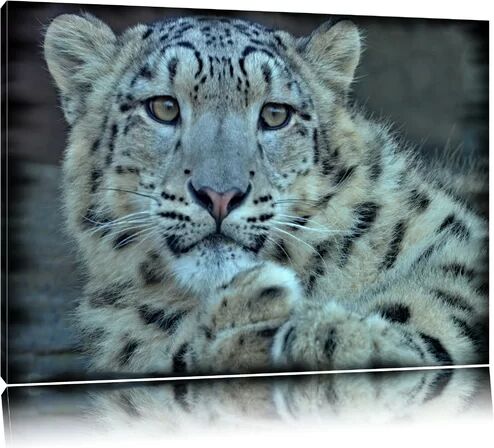 East Urban Home Shy Snow Leopard Photographic Print on Canvas East Urban Home Size: 60cm H x 80cm W  - Size: 100 cm H x 70 cm W East Urban Home Shy Snow Leopard Photographic Print on Canvas East Urban Home Size: 60cm H x 80cm W  - Size: 100 cm H x 70 cm W