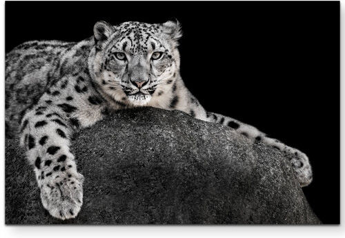 East Urban Home Three-Part Snow Leopard Print on Canvas East Urban Home Size: 120cm L x 40cm W  - Size: Large East Urban Home Three-Part Snow Leopard Print on Canvas East Urban Home Size: 120cm L x 40cm W  - Size: Large