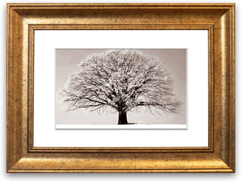 East Urban Home 'Lonely Winter Tree Cornwall Flowers' Framed Photographic Print East Urban Home Size: 93 cm H x 126 cm W, Frame Options: Gold  - Size: 93 cm H x 70 cm W East Urban Home 'Lonely Winter Tree Cornwall Flowers' Framed Photographic Print East Urban Home Size: 93 cm H x 126 cm W, Frame Options: Gold  - Size: 93 cm H x 70 cm W