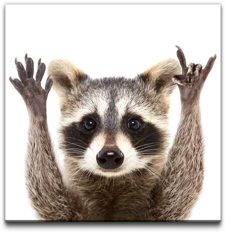 East Urban Home 'Raccoon Portrait' Photographic Print on Canvas East Urban Home  - Size: Mini (Under 40cm High) East Urban Home 'Raccoon Portrait' Photographic Print on Canvas East Urban Home  - Size: Mini (Under 40cm High)