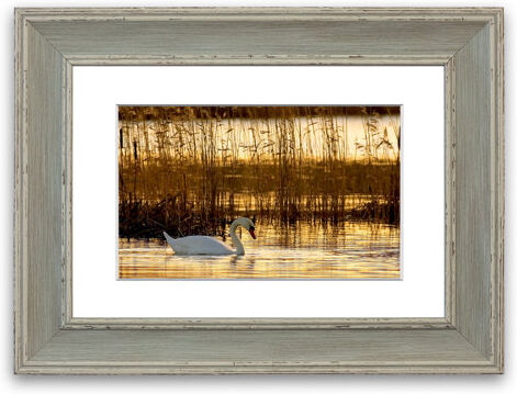 East Urban Home 'Swan' Framed Photographic Print East Urban Home Size: 93 cm H x 70 cm W, Frame Options: Blue  - Size: 93 cm H x 126 cm W East Urban Home 'Swan' Framed Photographic Print East Urban Home Size: 93 cm H x 70 cm W, Frame Options: Blue  - Size: 93 cm H x 126 cm W