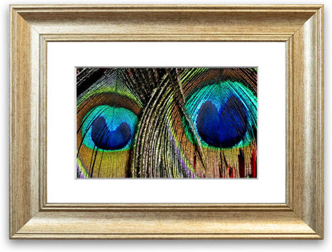 East Urban Home 'Peacock Feather Duo Cornwall' Framed Photographic Print East Urban Home Size: 93 cm H x 70 cm W, Frame Options: Silver  - Size: 50 cm H x 70 cm W East Urban Home 'Peacock Feather Duo Cornwall' Framed Photographic Print East Urban Home Size: 93 cm H x 70 cm W, Frame Options: Silver  - Size: 50 cm H x 70 cm W