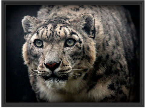 East Urban Home 'Impressive Snow Leopard' Framed Photographic Print East Urban Home Size: 60cm H x 80cm W  - Size: Mini (Under 40cm High) East Urban Home 'Impressive Snow Leopard' Framed Photographic Print East Urban Home Size: 60cm H x 80cm W  - Size: Mini (Under 40cm High)