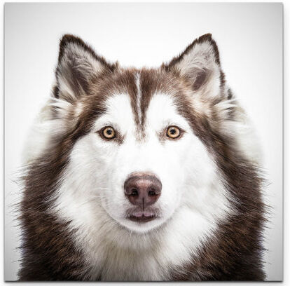 East Urban Home Portrait of a Siberian Husky Photographic Print on Canvas East Urban Home Size: 60cm L x 60cm W  - Size: Mini (Under 40cm High) East Urban Home Portrait of a Siberian Husky Photographic Print on Canvas East Urban Home Size: 60cm L x 60cm W  - Size: Mini (Under 40cm High)